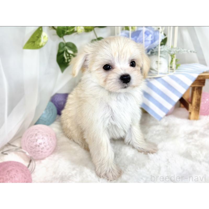 成約済の滋賀県のチワマル:チワワ×マルチーズ-410367の3枚目